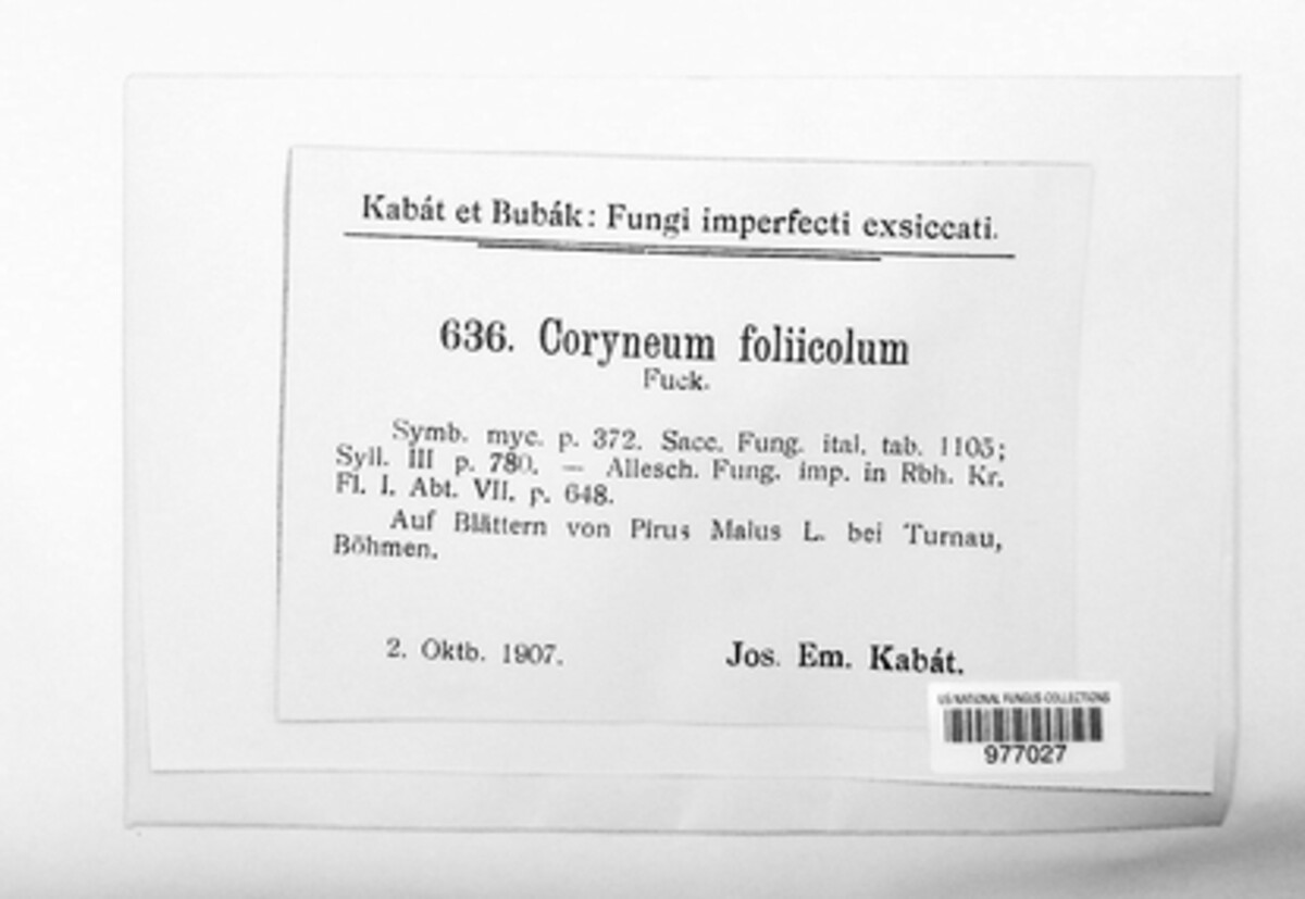 Coryneum foliorum image